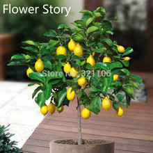 15 Dwarf Lemon Tree Seeds—Natural Perfume Indoor, Free Shipping