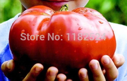 100  - giant       vegetales tomate semillas
