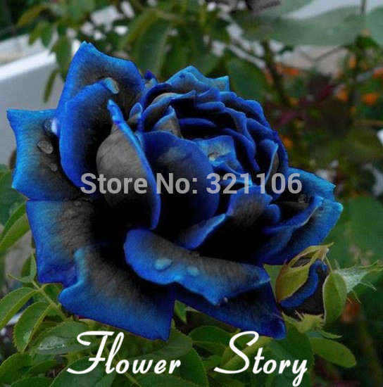 Free Shipping 20 Midnight Supreme Rose Seeds Rare color Real seeds Ideal DIY Home Garden Flower