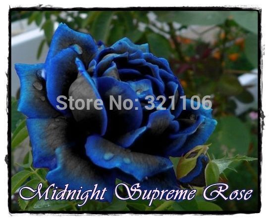 Free Shipping 20 Midnight Supreme Rose Seeds Rare color Real seeds Ideal DIY Home Garden Flower