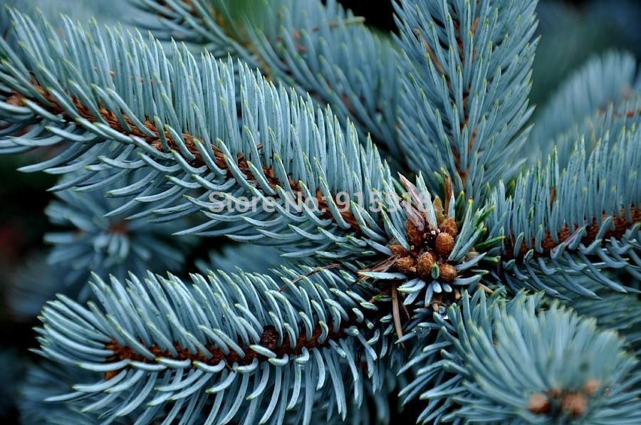   50     picea pungens     