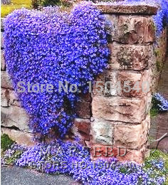 Free Shipping 50 PERENNIAL FLOWERING GROUNDCOVER SEEDS Rock Cress Bright Blue