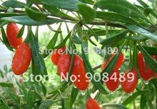 250g Goji Wolfberry Ninxia Himalaya Chinese Medlar Health product