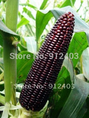 black corn