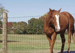 Square Meter Cattle