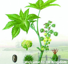 Free shopping Massage essential oil 100 pure plant base oils castor oil 50ml glossy Phytosome nourish