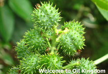 Free shopping Massage essential oil 100 pure plant base oils castor oil 50ml glossy Phytosome nourish