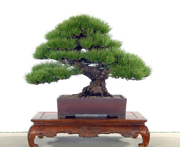 Купить счастлив, что ферма 50шт сосны pinus семена дерева Тунберга ...