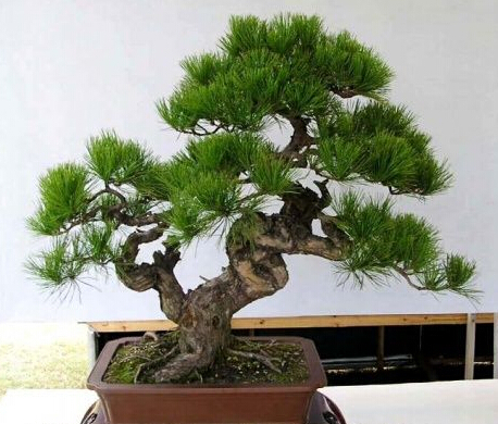Купить счастлив, что ферма 50шт сосны pinus семена дерева Тунберга ...