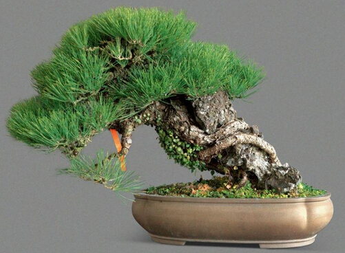Купить счастлив, что ферма 50шт сосны pinus семена дерева Тунберга ...