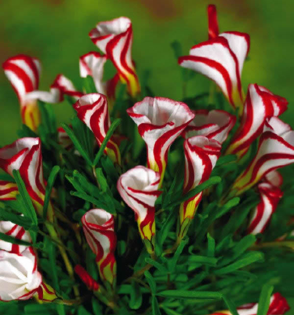 plantas de jardim lista:sementes de flores 50 PCS mundo raros de flores para jardim plantio de plantas de jardim lista:sementes de flores 50 PCS mundo raros de flores para jardim plantio de