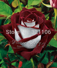 20  Abracadabra Rose seeds,rare color ,Osiria Rose  gorgeous flower  . the lover rose seed bonsai planting roses.Free Shipping