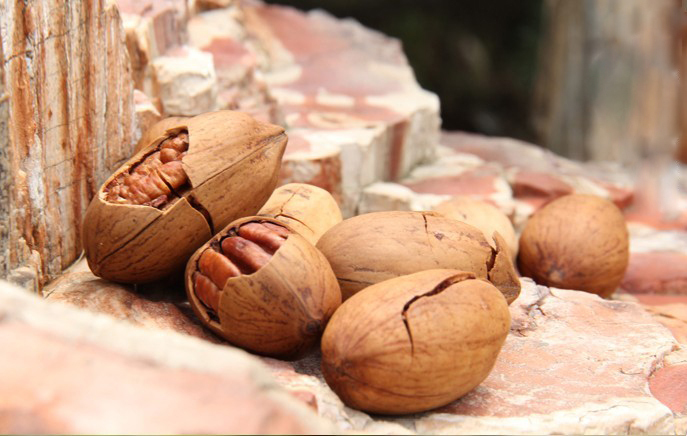 Big round Walnut nut cream pecan 250g macrobian fruit Hickory Nut