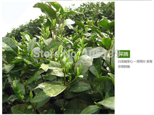 Free shipping Class A original Longjing Tea hongzhou xihu longjing tea green tea 500g pack Sale