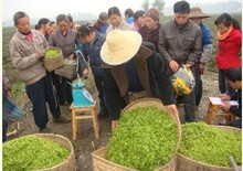 500g Top Grade 2015 Spring Newest Huangshan MaoFeng Tea Yellow Mountain Chinese Green Tea Natural Organic